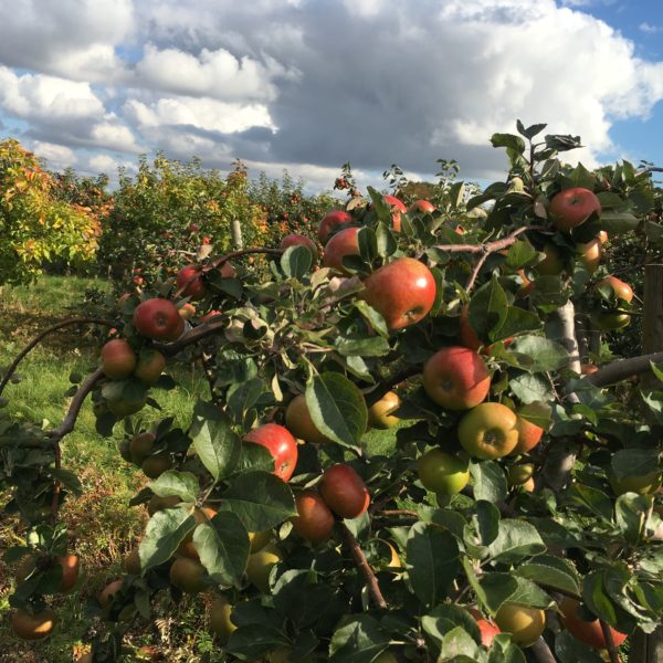 Apple Tree (2024) Bentinck Farm